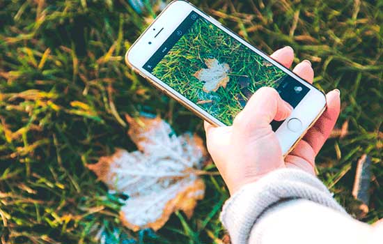 reconhecer planta pelo celular