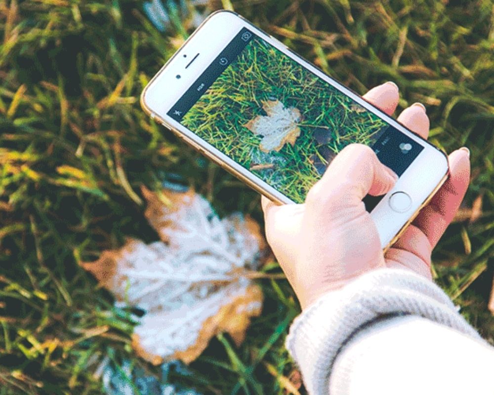 Aplicativo para reconhecer planta