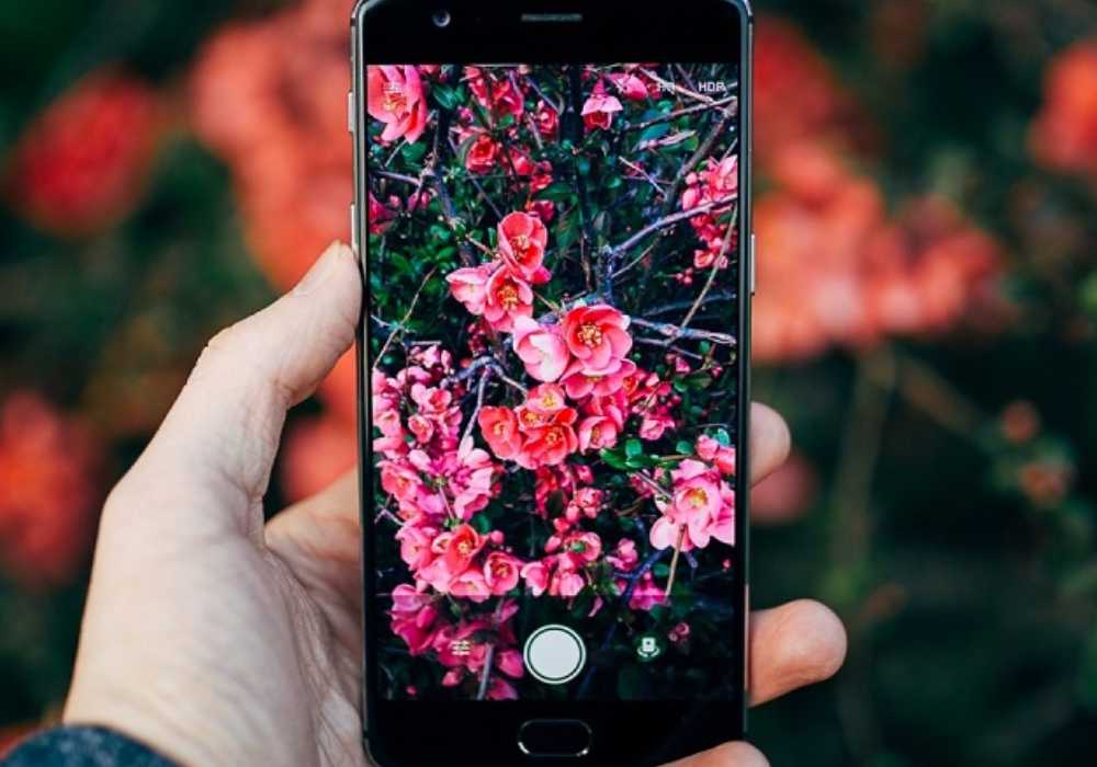 reconhecer planta pelo celular